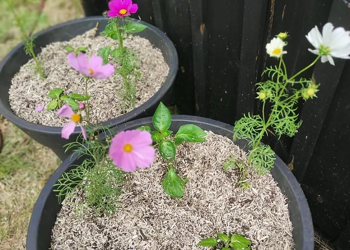 Nature & Calme, Et Foret A Pied Lejlighed Lacanau